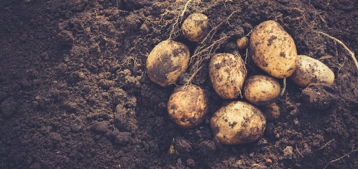 Amazing Cold Weather Greens to Grow – Mother Earth News - Vimarsana News